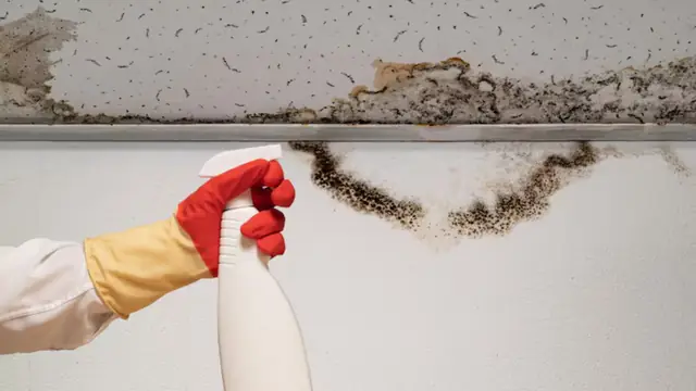 Gloved hand holding a spray bottle below black mold along a ceiling line